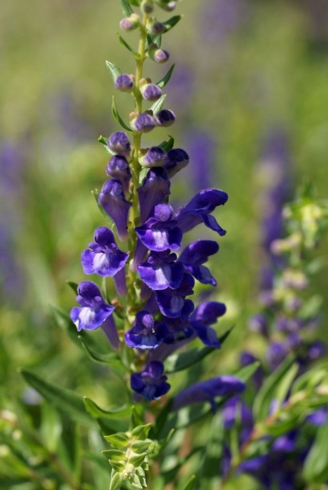 Шлемник байкальский (Scutellaria baicalensis) Шлемник байкальский (Scutellaria baicalensis)