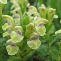 Шлемники сердцелистный (Scutellaria cordifrons) Шлемники сердцелистный (Scutellaria cordifrons)