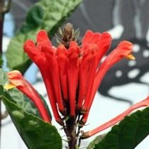Шлемник костариканский (Scutellaria costaricana) Шлемник костариканский (Scutellaria costaricana)