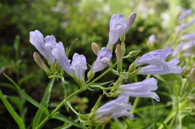 Шлемник обыкновенный (Scutellaria galericulata) Шлемник обыкновенный (Scutellaria galericulata)
