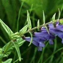 Шлемник копьелистный (Scutellaria hastifolia) Шлемник копьелистный (Scutellaria hastifolia)