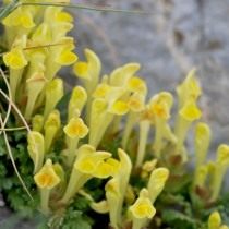Шлемник восточный (Scutellaria orientalis) Шлемник восточный (Scutellaria orientalis)