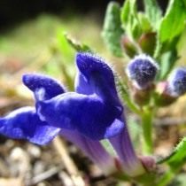 Шлемники клубненосный (Scutellaria tuberosa) Шлемники клубненосный (Scutellaria tuberosa)