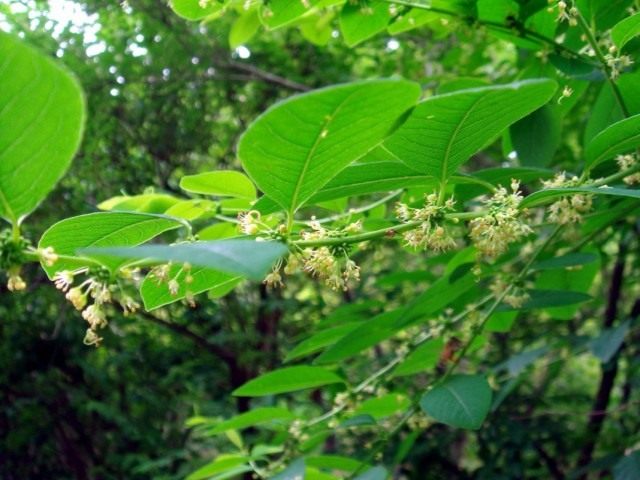 Флюгея полукустарниковая (Flueggea suffruticosa), или Секуринега полукустарниковая, или ветвецветная (Securinega suffruticosa) Флюгея полукустарниковая (Flueggea suffruticosa), или Секуринега полукустарниковая, или ветвецветная (Securinega suffruticosa)