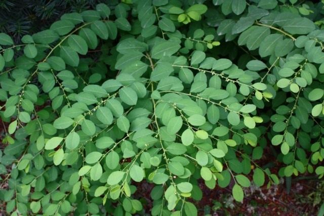 Флюгея полукустарниковая (Flueggea suffruticosa), или Секуринега полукустарниковая, или ветвецветная (Securinega suffruticosa) Флюгея полукустарниковая (Flueggea suffruticosa), или Секуринега полукустарниковая, или ветвецветная (Securinega suffruticosa)