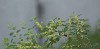 Флюгея полукустарниковая (Flueggea suffruticosa), или Секуринега полукустарниковая, или ветвецветная (Securinega suffruticosa)