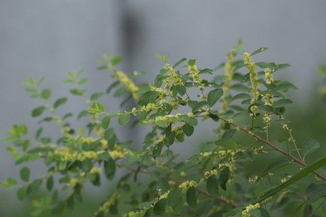 Флюгея полукустарниковая (Flueggea suffruticosa), или Секуринега полукустарниковая, или ветвецветная (Securinega suffruticosa) Флюгея полукустарниковая (Flueggea suffruticosa), или Секуринега полукустарниковая, или ветвецветная (Securinega suffruticosa)