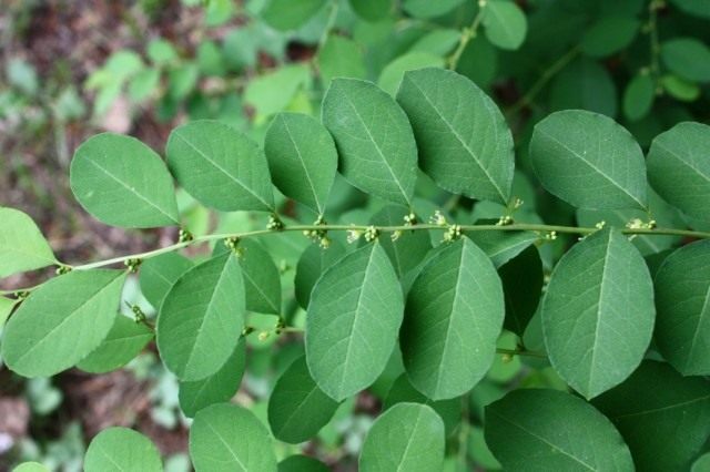 Флюгея полукустарниковая (Flueggea suffruticosa), или Секуринега полукустарниковая, или ветвецветная (Securinega suffruticosa) Флюгея полукустарниковая (Flueggea suffruticosa), или Секуринега полукустарниковая, или ветвецветная (Securinega suffruticosa)