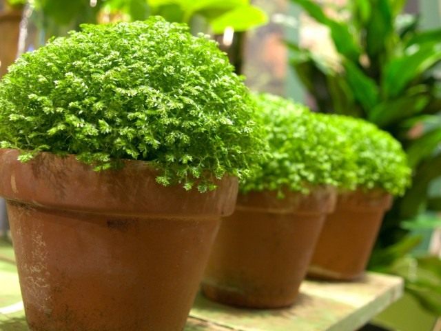 Селагинелла (Selaginella) Селагинелла (Selaginella)