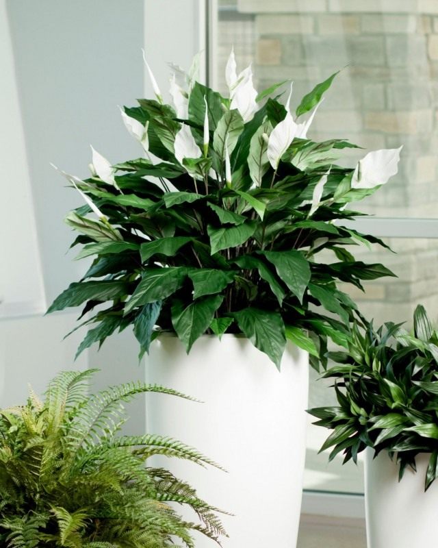 Спатифиллум, Спатифиллум (Spathiphyllum)