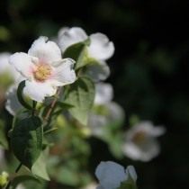 Чубушник сорт «Сибилла» Чубушник сорт «Сибилла»