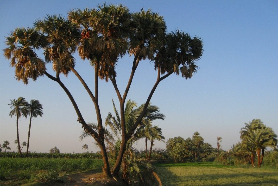 doum-palm
