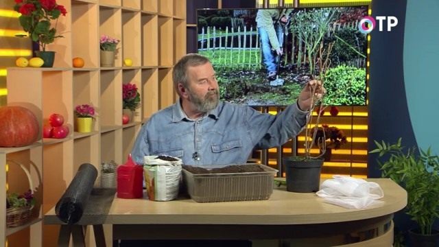 Осматриваем и залечиваем больные места на саженце Осматриваем и залечиваем больные места на саженце