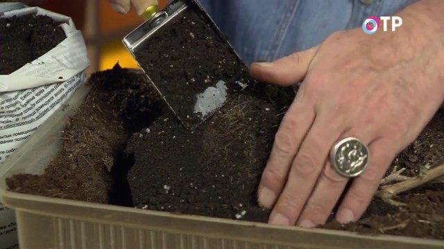 Засыпаем почву и уплотняем её вокруг кома Засыпаем почву и уплотняем её вокруг кома