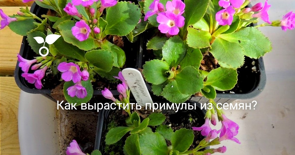 Разведение травянистой красавицы: примула из семян Разведение травянистой красавицы: примула из семян