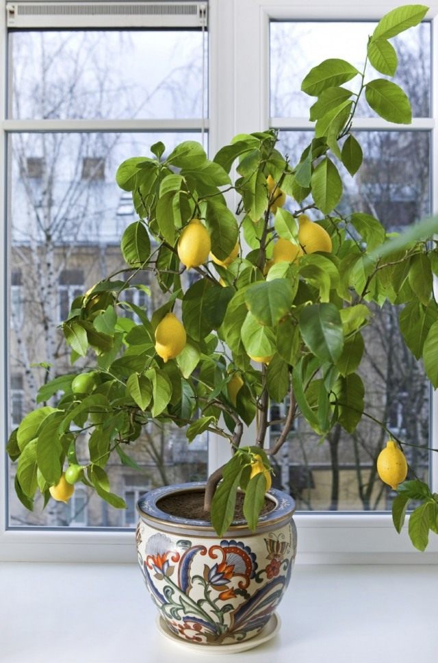 Лимон (Citrus limon) Лимон (Citrus limon)