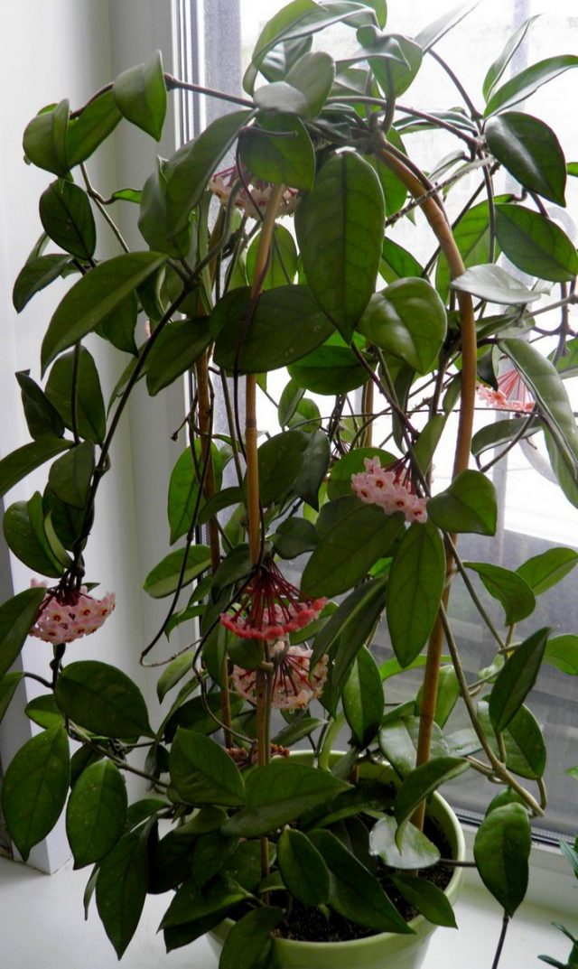 Хойя карноза (Hoya carnosa) Хойя карноза (Hoya carnosa)