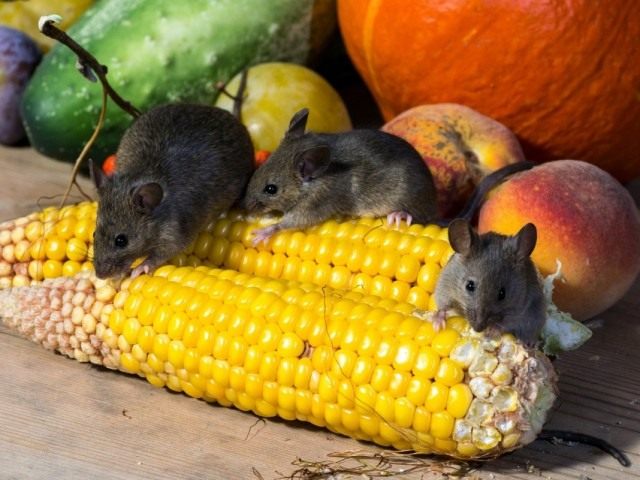 Мыши — грызуны вредители