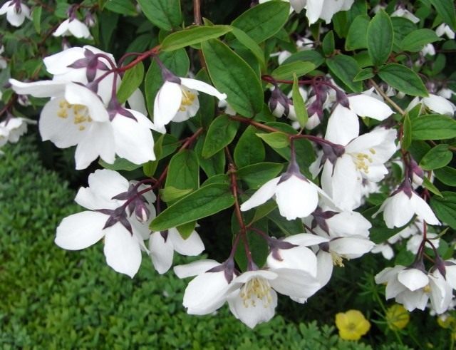 Чубушник пурпурный (Philadelphus purpurascens) Чубушник пурпурный (Philadelphus purpurascens)