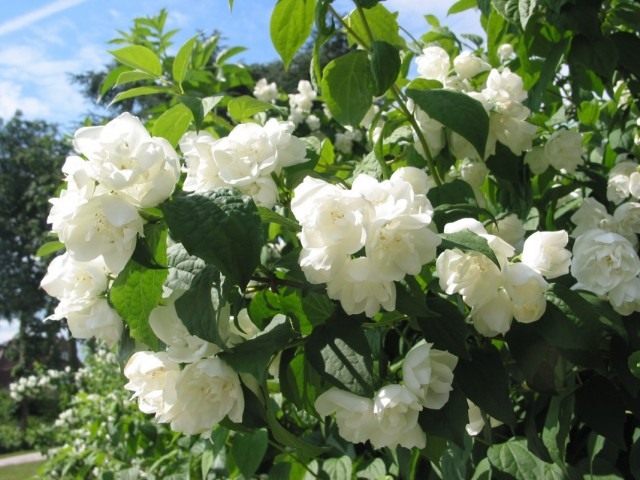 Чубушник (Philadelphus) Чубушник (Philadelphus)