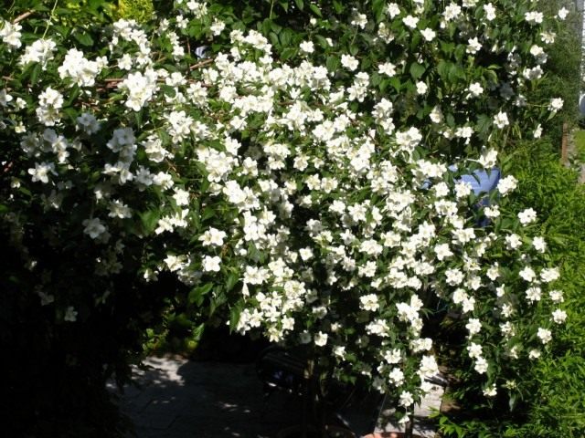 Чубушник (Philadelphus) Чубушник (Philadelphus)