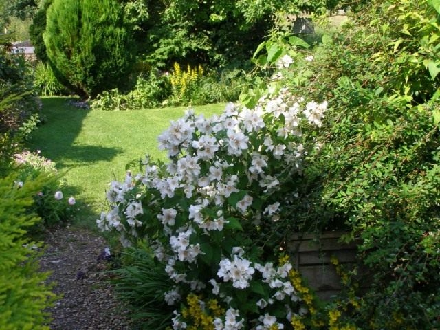 Чубушник (Philadelphus) Чубушник (Philadelphus)