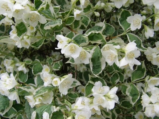 Чубушник «Вариегата» (Philadelphus 'Variegatus') Чубушник «Вариегата» (Philadelphus 'Variegatus')