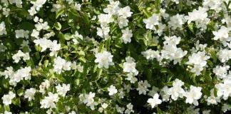 Чубушник (Philadelphus)