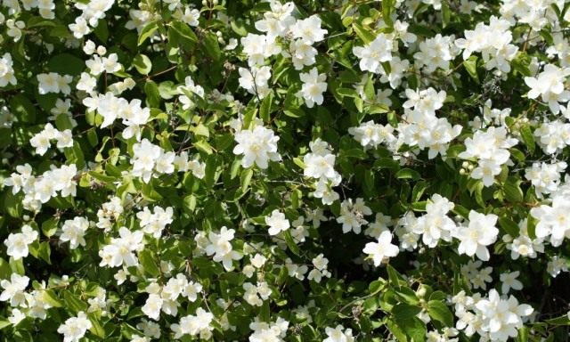 Чубушник (Philadelphus) Чубушник (Philadelphus)