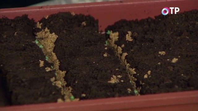 Высеваем культуру сухими семенами Высеваем культуру сухими семенами