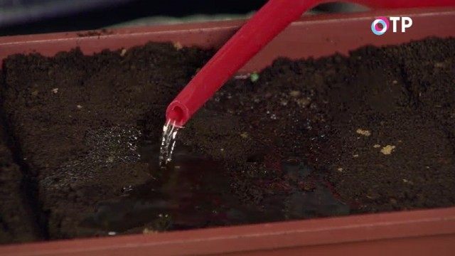 Аккуратно поливаем Аккуратно поливаем