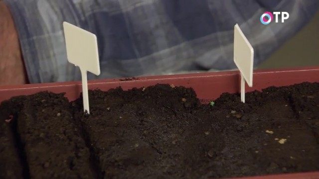 Ставим маячки и подписываем сорта и культуры Ставим маячки и подписываем сорта и культуры