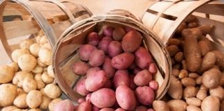 Как хранить картофель