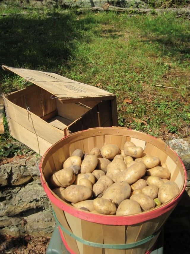 Тара для хранения картофеля