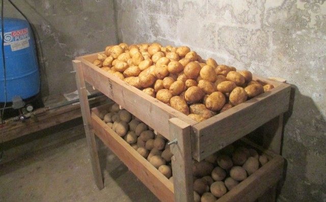 Картофель на хранении в погребе Картофель на хранении в погребе