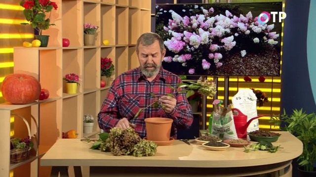 Срезанная ветка гортензии метельчатой Срезанная ветка гортензии метельчатой