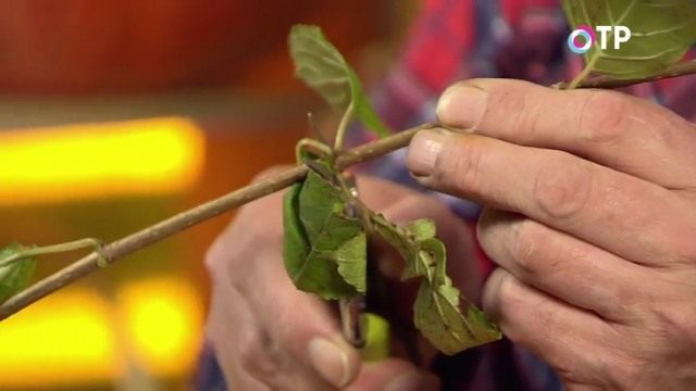 Делаем срез под нижним узлом черенка Делаем срез под нижним узлом черенка