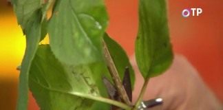 Делаем срез в двух сантиметрах над третьим узлом черенка