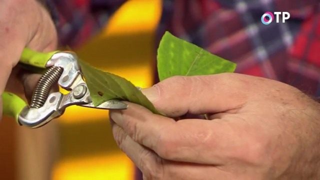 Укорачиваем листовые пластинки Укорачиваем листовые пластинки
