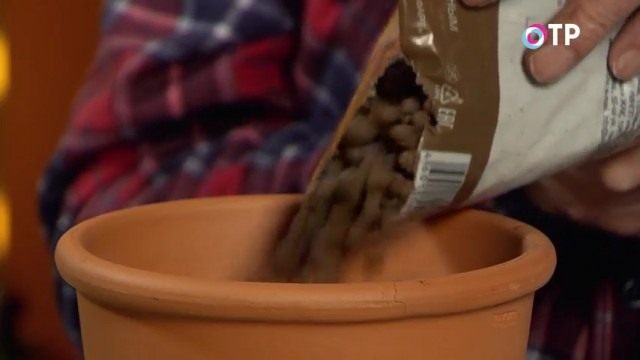 Наполняем горшок на высоту 3-5см дренажным материалом Наполняем горшок на высоту 3-5см дренажным материалом