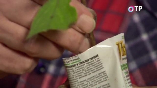 Обрабатываем черенок в стимуляторе роста и корнеобразования Обрабатываем черенок в стимуляторе роста и корнеобразования