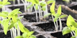 Всходы рассады овощных культур