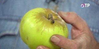 Сорт «Богатырь»