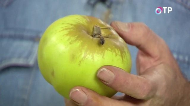 Сорт «Богатырь» Сорт «Богатырь»