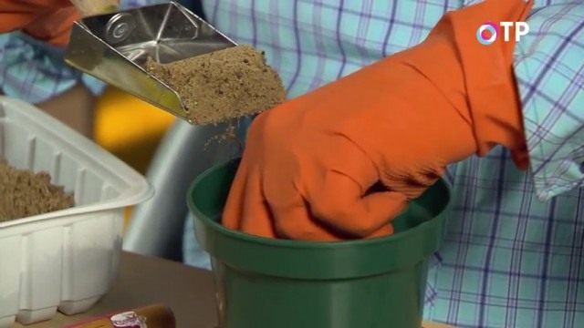 Засыпаем орешки инертным субстратом Засыпаем орешки инертным субстратом