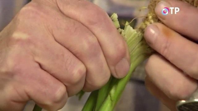 Удаляем старые и повреждённые листья Удаляем старые и повреждённые листья
