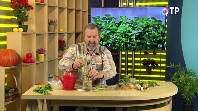 Размещаем растение в банке