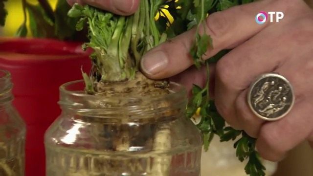 Располагаем корни в банке так, чтобы розетка листьев располагалась над уровнем воды Располагаем корни в банке так, чтобы розетка листьев располагалась над уровнем воды
