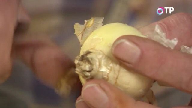Очищаем кроющие чешуйки луковицы гиацинта