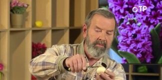 Зимнее размножение луковичных раннецветущих растений